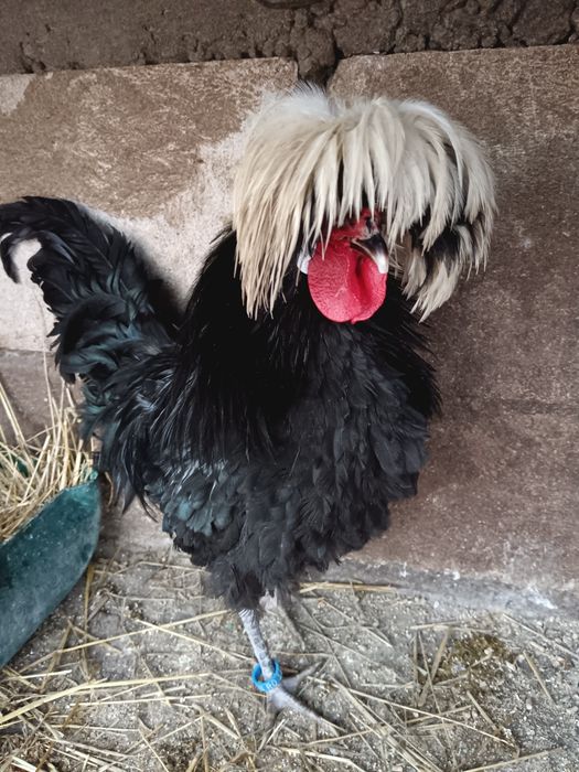 Pereche moțată olandeză