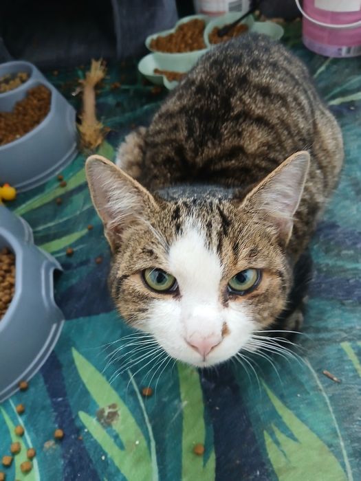 Ofer spre adoptie pisici