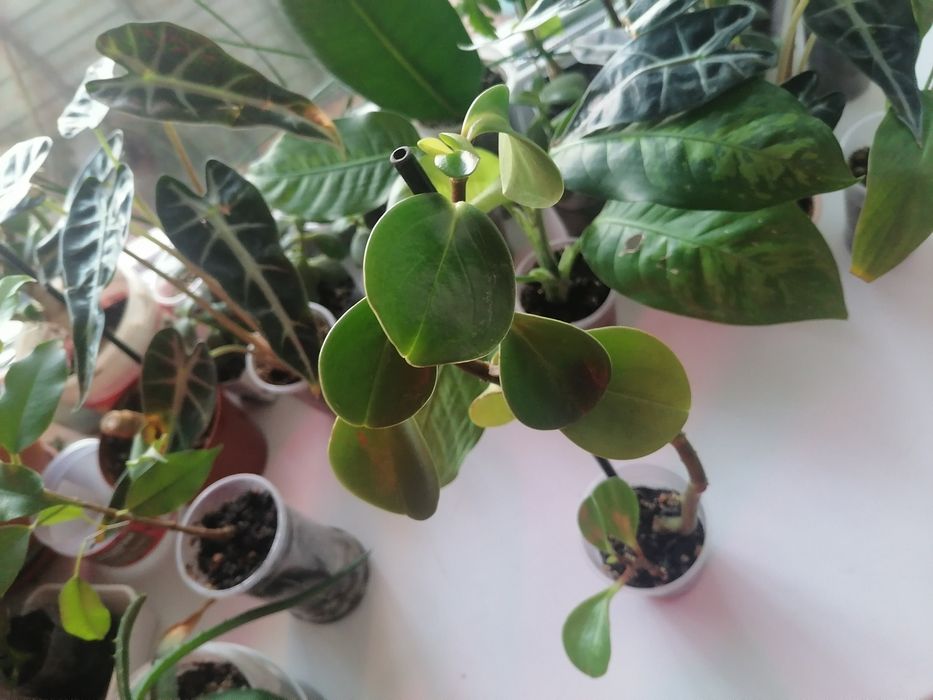 Продам комнатные  цветы