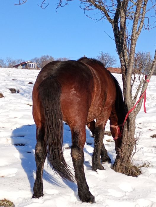 Vînd un Harmăsar de 2 ani