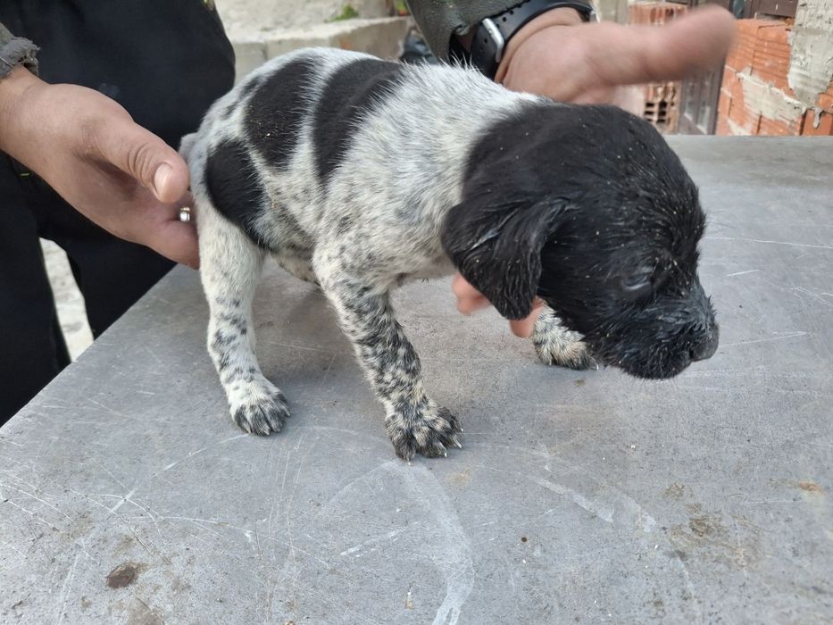 Дратхаар и Курцхаар