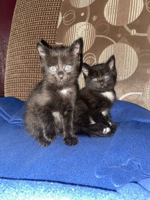 котики (девочки)