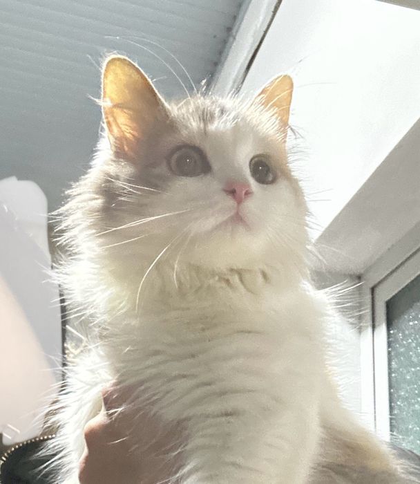 В самые добрые руки