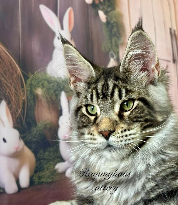 Felisa autorizata WCF, vinde pisoi cu pedigree, rasa Maine coon