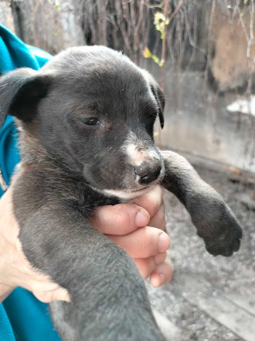 Щенки в добрые руки