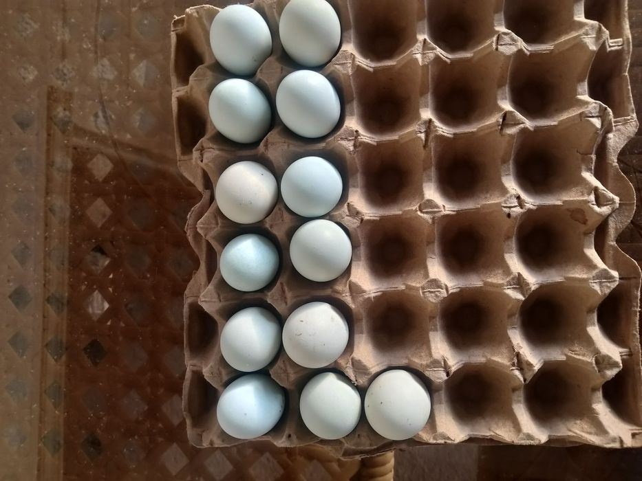 Uhayu tuhumlari ochirishga