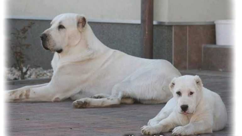 Туркмен алабай итлари сотилади