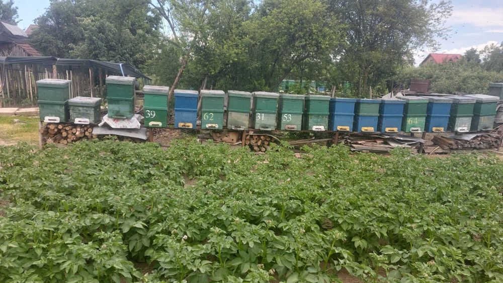 Vand 20 familii de albine cu/fără ladă apicolă