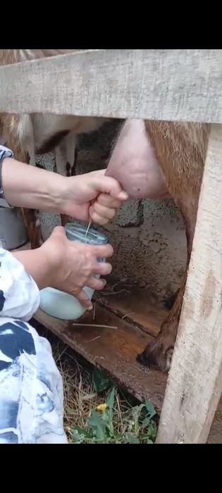 Нубиский  ешкі  сатылады