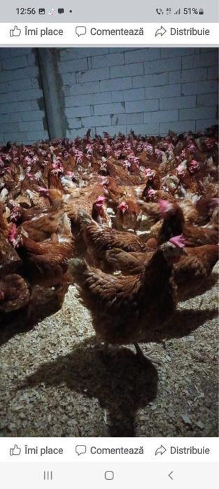 Gaini ouatoare / Gaini rosi de ouat