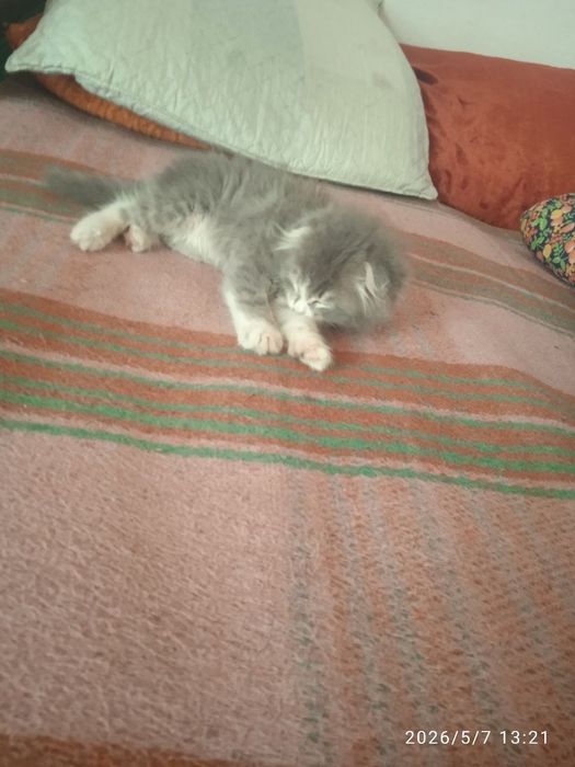 Scottish Fold oʻgʻil bola