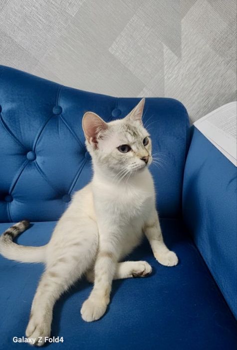 Тайская кошечка котенок 4 мес