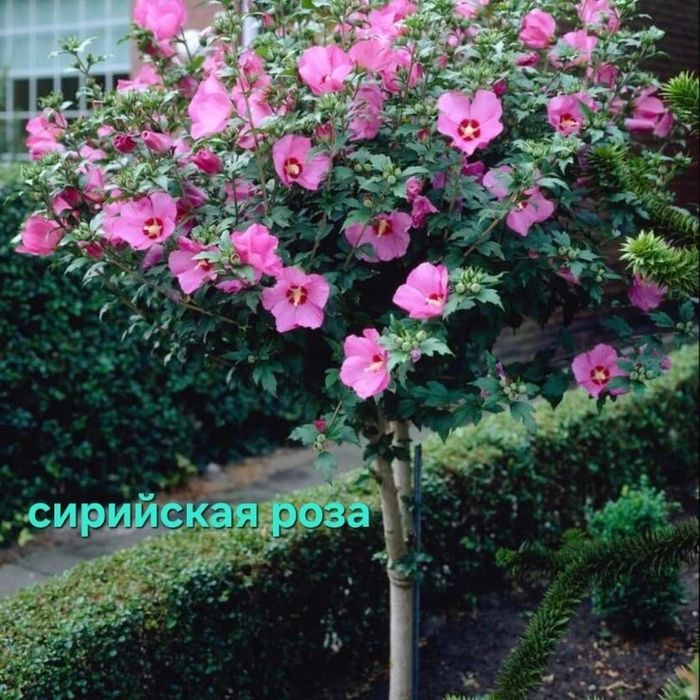 Цветы Сад Огород