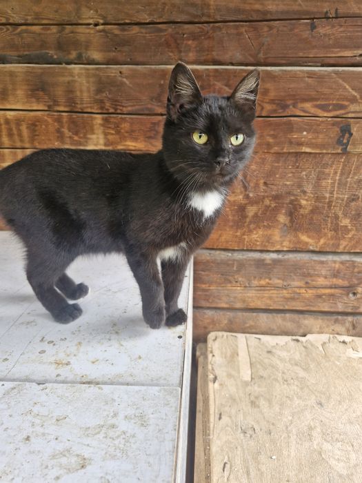 donez  pisici blânde, sterilizate și bine îngrijite