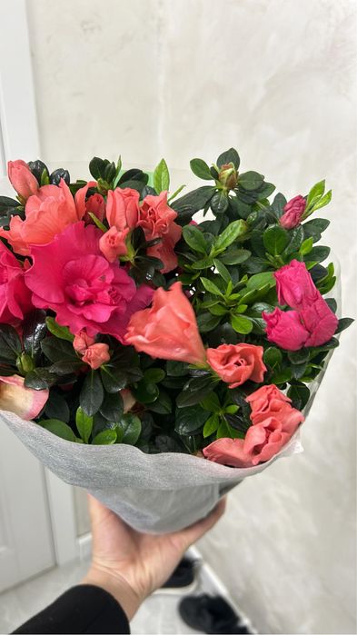 Цветы    домашние