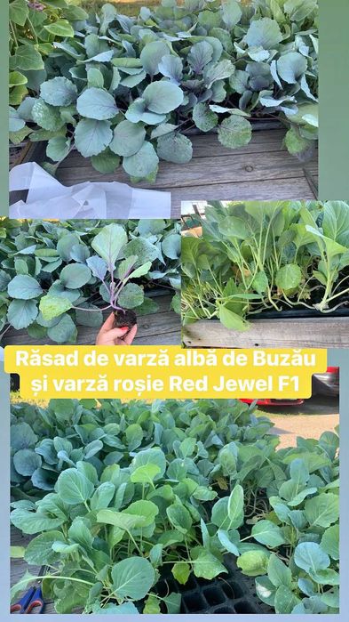 Rasad varză albă și varza rosie