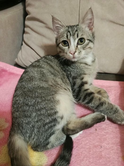Котик в добрые руки