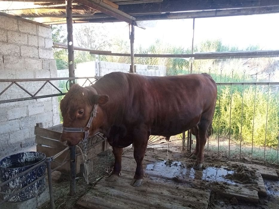 Buqa sotiladi limuzin paroda