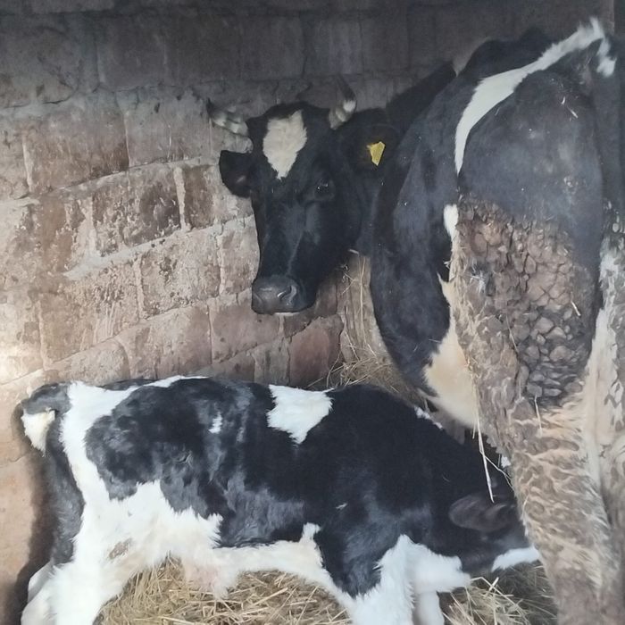 Vând vaca cu tot cu vițel