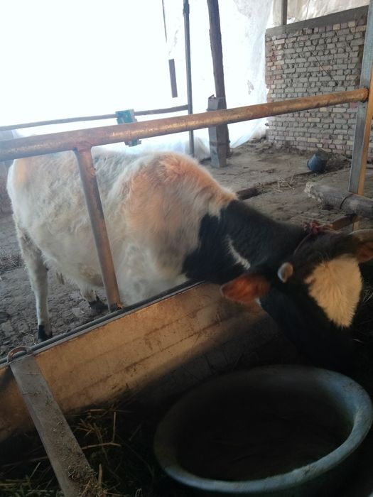 Она бола сотилади