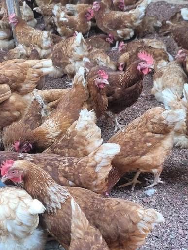 Vindem gaini de oua in toata tara