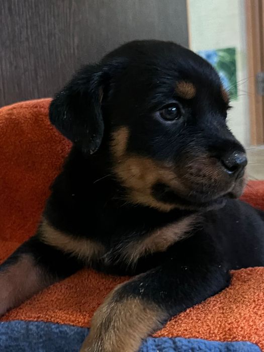 Щенки ротвейлера