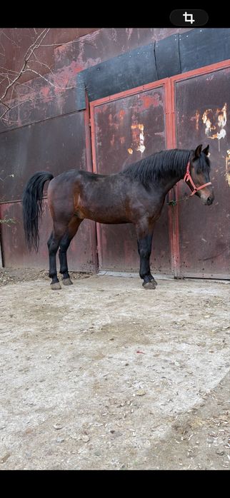 Vând câlan de 3 ani trapas