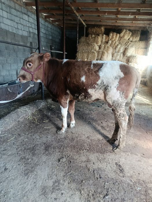 Буқа сатылады аа