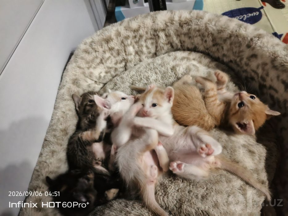 Котята от мамы Сфинкса
