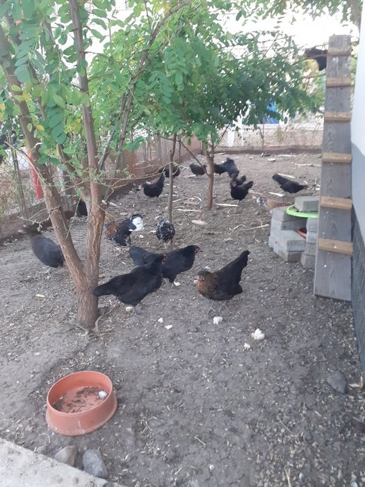 Famili de liliputi