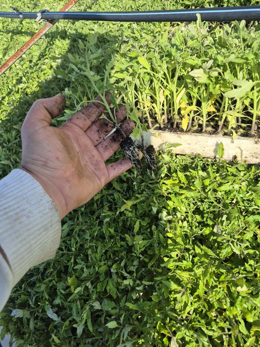 Разсад Домати 9️⃣ цента