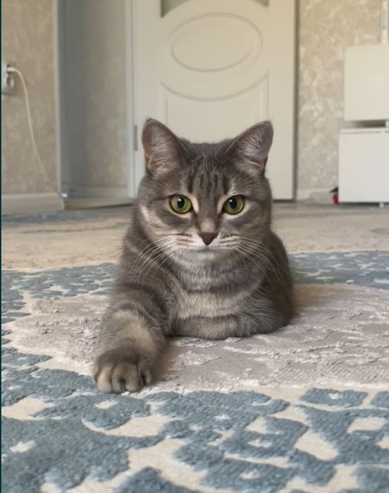Отдам кошку в хорошие руки