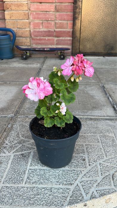 цветы Герань