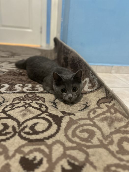 Отдам кота , бесплатно