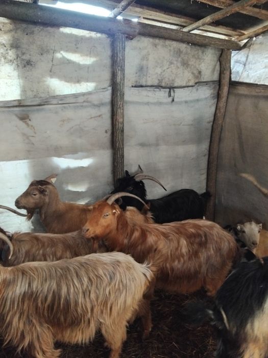 Vând capre bune de lapte