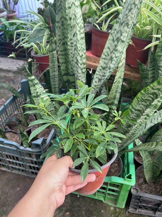 Продам комнатные цветы
