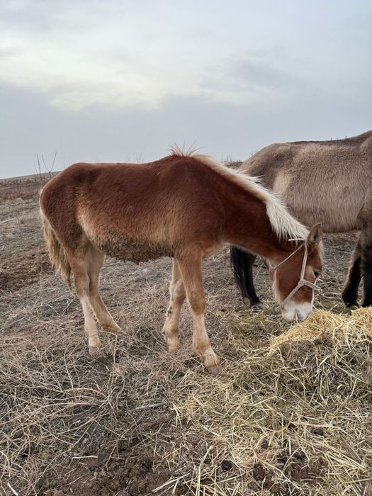 Тай сатылады минги