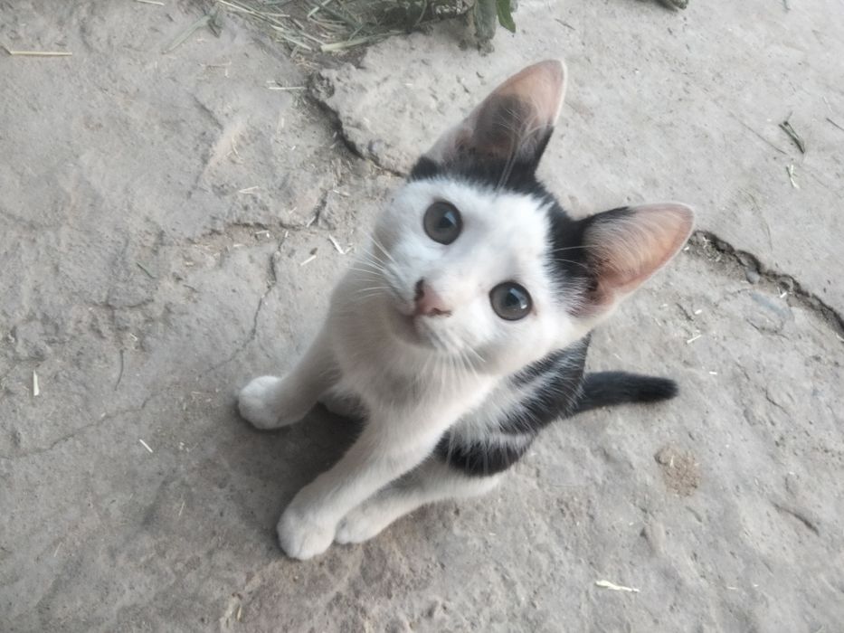 Отдам котята в хорошие руки