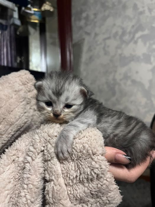 Продаются котята