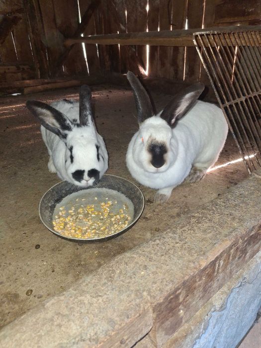 Vând iepuri albi fluture german