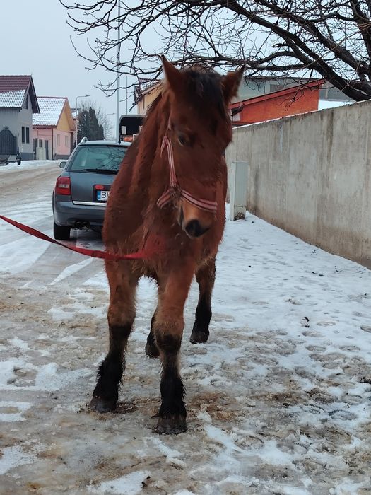 Mânz disponibil de un an și patru luni