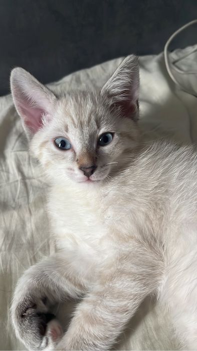 Котенок мальчик породистый