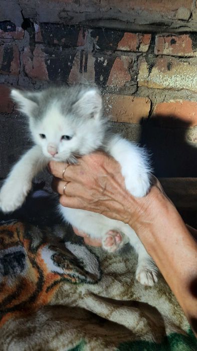 Отдам красивых котят