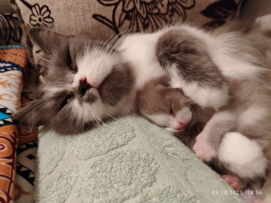 Ищу дом на постоянно