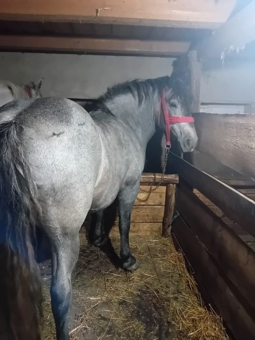 Vând mânză de 3 ani