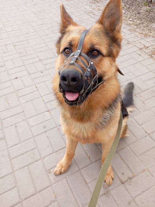 Животные вязка собак