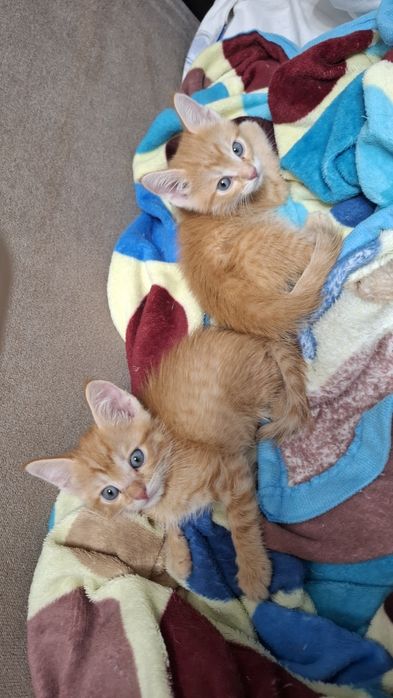 Срочно Отдам в Дар котят