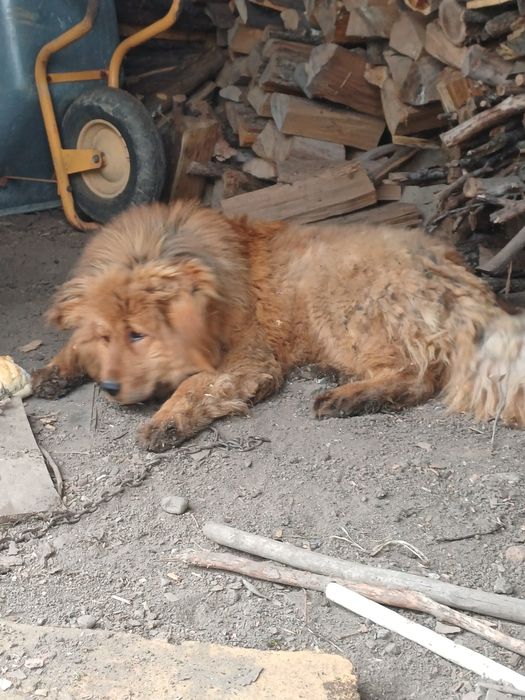Vând femela de mastiff tibetan