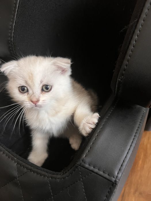 НЕ ДОРОГО продаются породистые котята