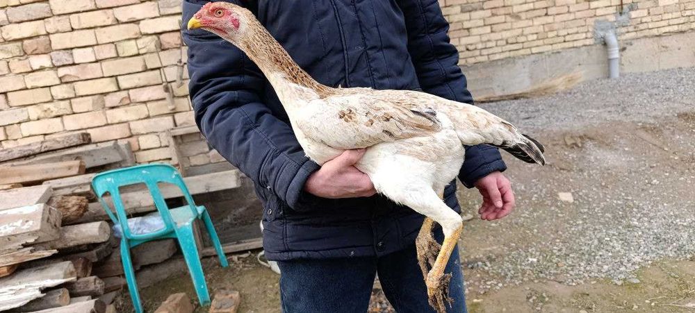 100 тали Карис товук тухумда.